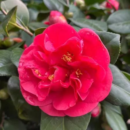La Camelia La Spezia