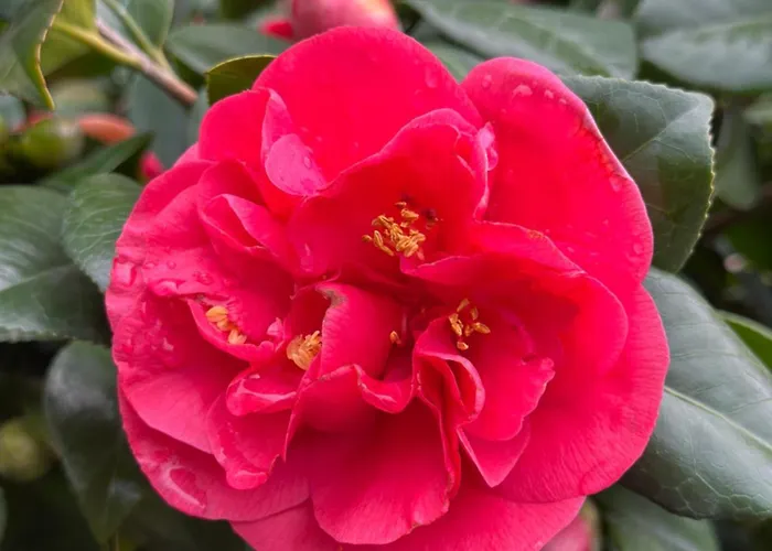 La Camelia Λα Σπέτσια